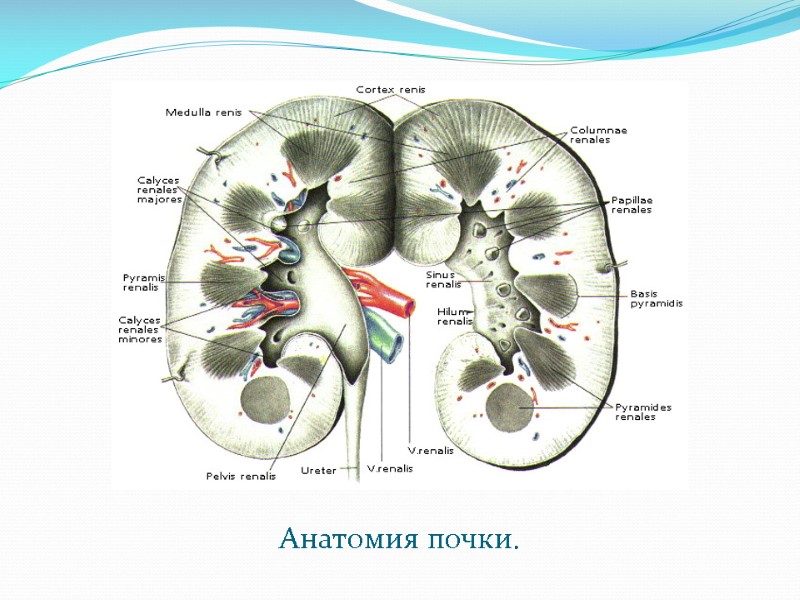 Анатомия почки.